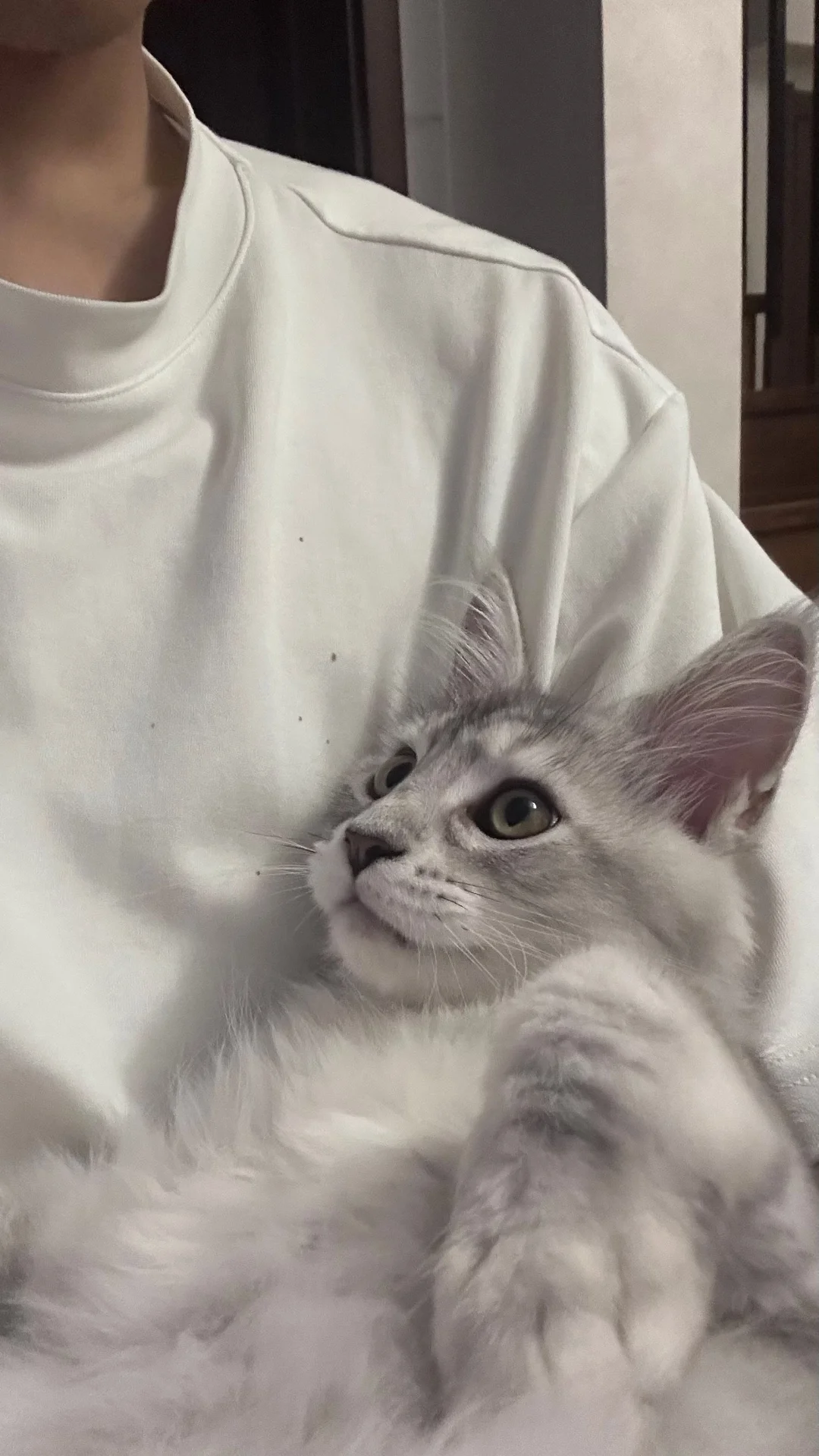 一个不留神小奶猫就变成小半挂了