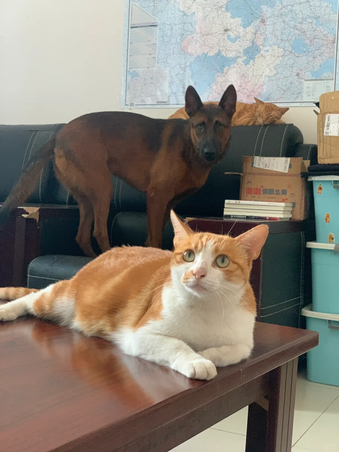 小猫小狗在家吹空调，真羡慕它们不用上班
