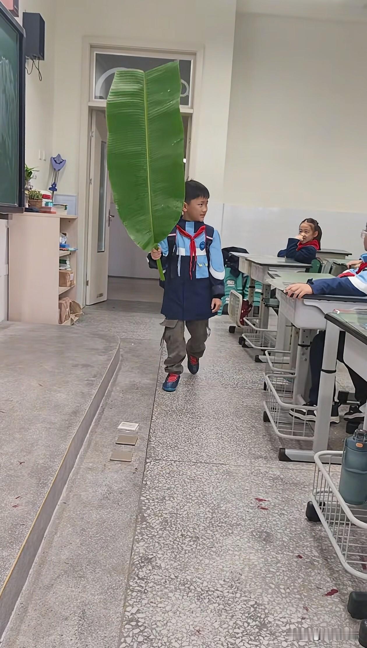 太好笑了！老师让带片大小合适的叶子来学校，没想到孩子直接扛来了芭蕉叶，其他同学好