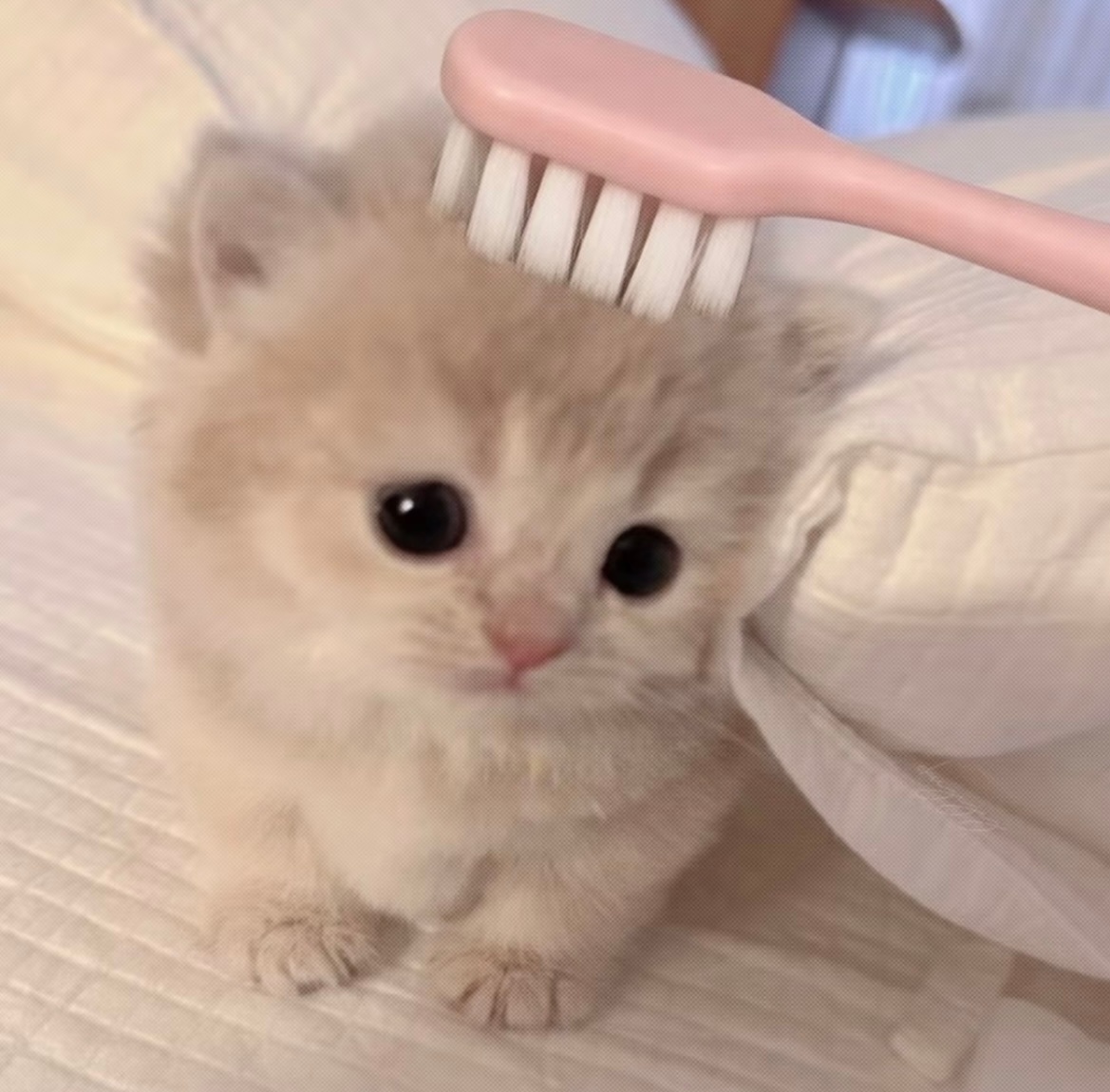 好想揉他的猫猫头 