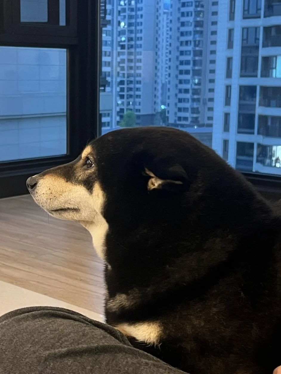 适合家养的平头小海豹🦭