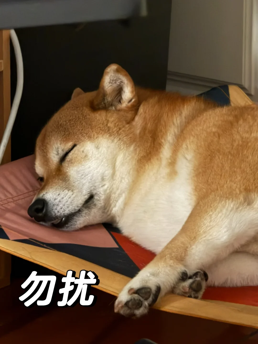 遛狗要远离不牵绳的边牧