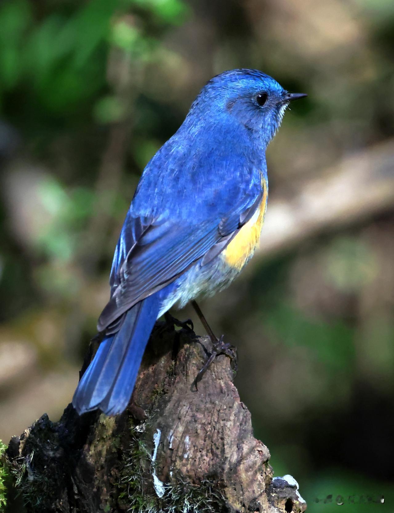 冬日的蓝眉林鸲很美！
大雪节令刚过，在海拔约2千米的山中抓拍了一组蓝眉林鸲，它是