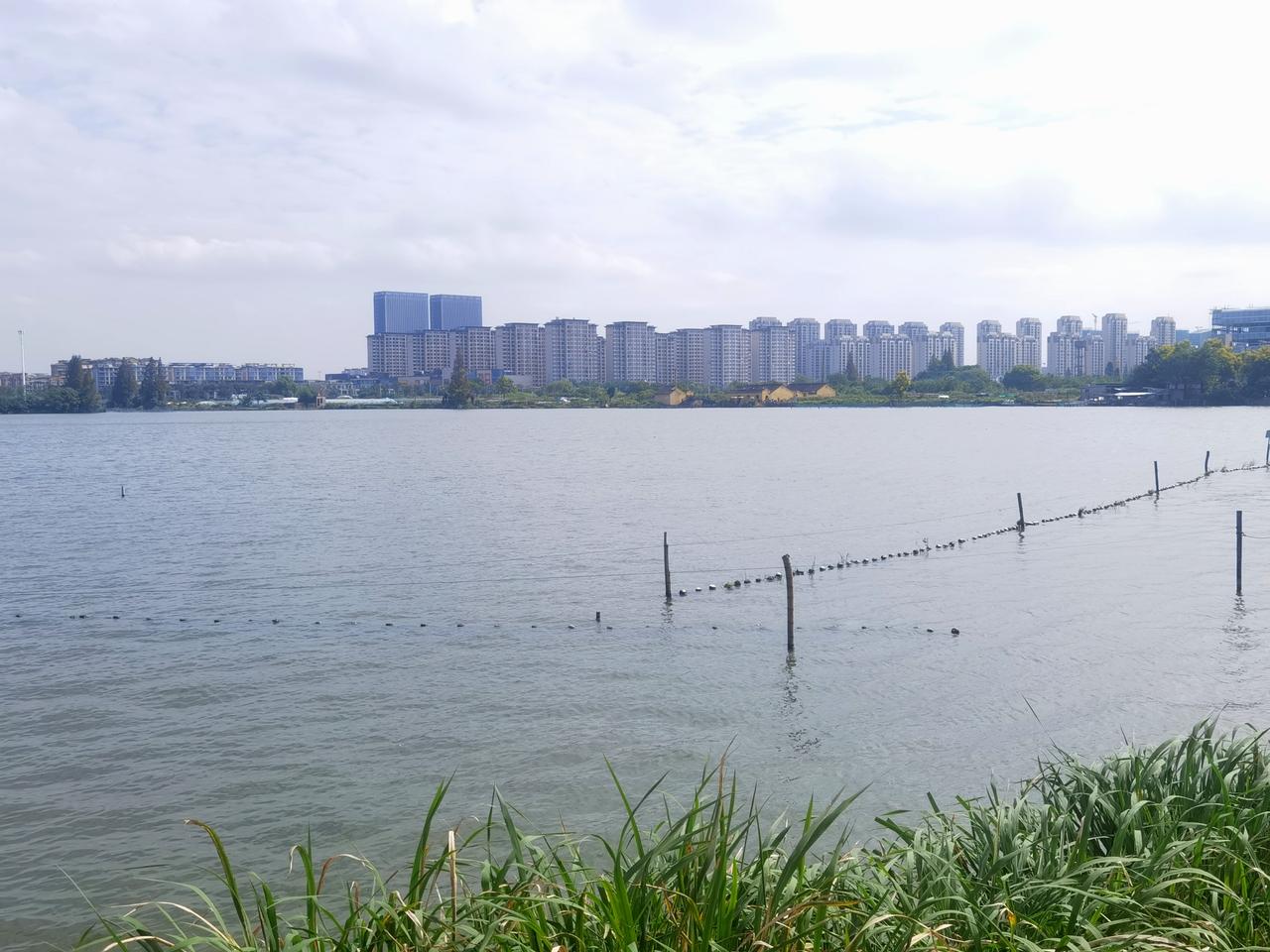 洋泾湖风光，正对着安居城和盒马。
