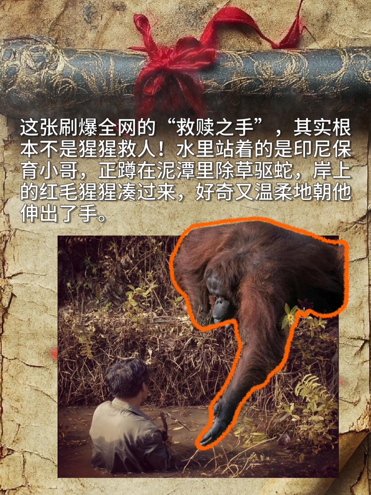 这张刷爆全网的"救赎之手"，其实根本不是猩猩救人！