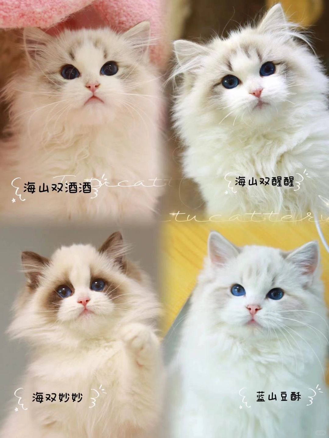 一波小可爱蹲家合集～