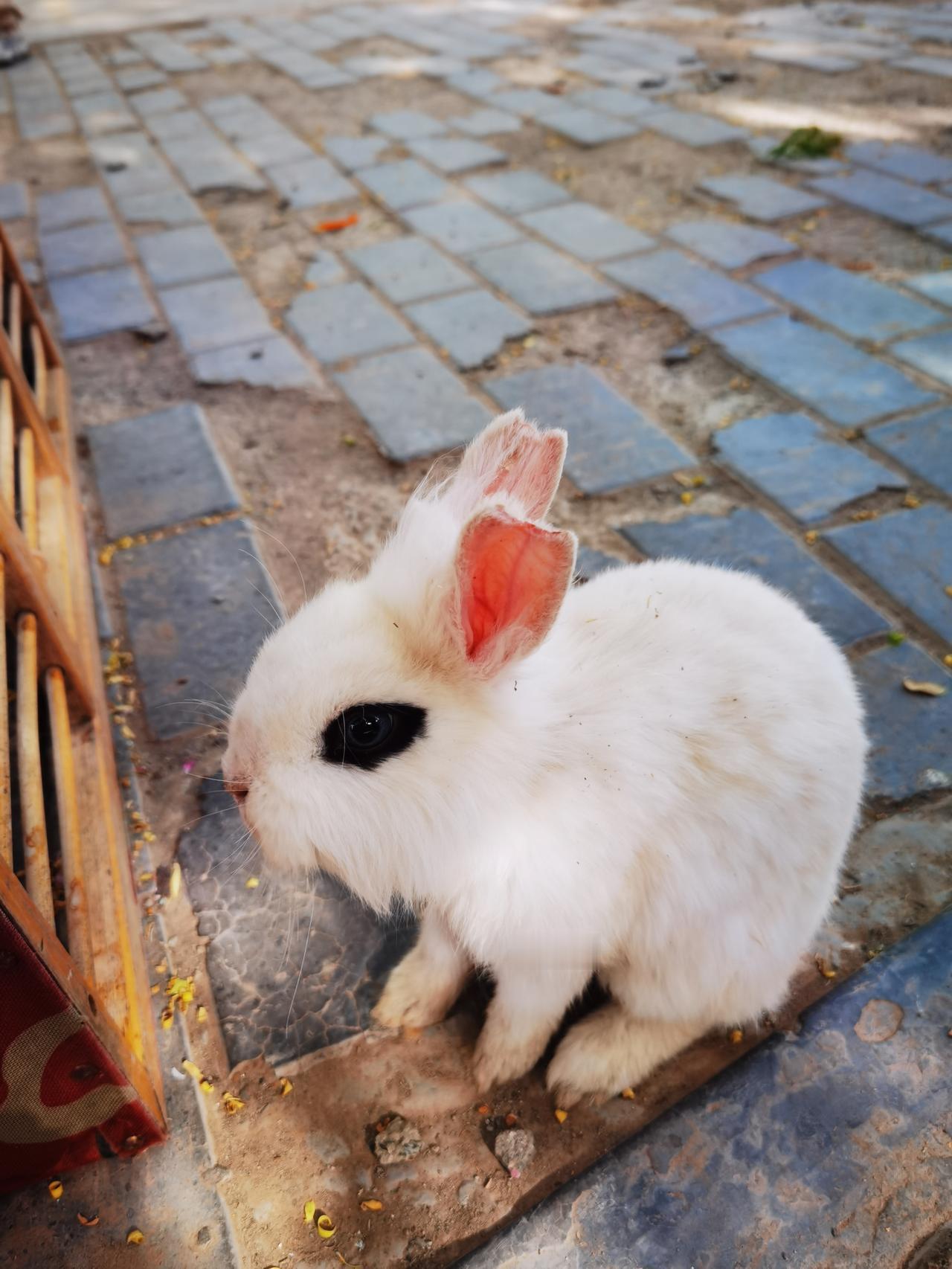 路边一只小兔子
两只耳朵竖起来
倾听人间热闹事
盼望美食啥时来