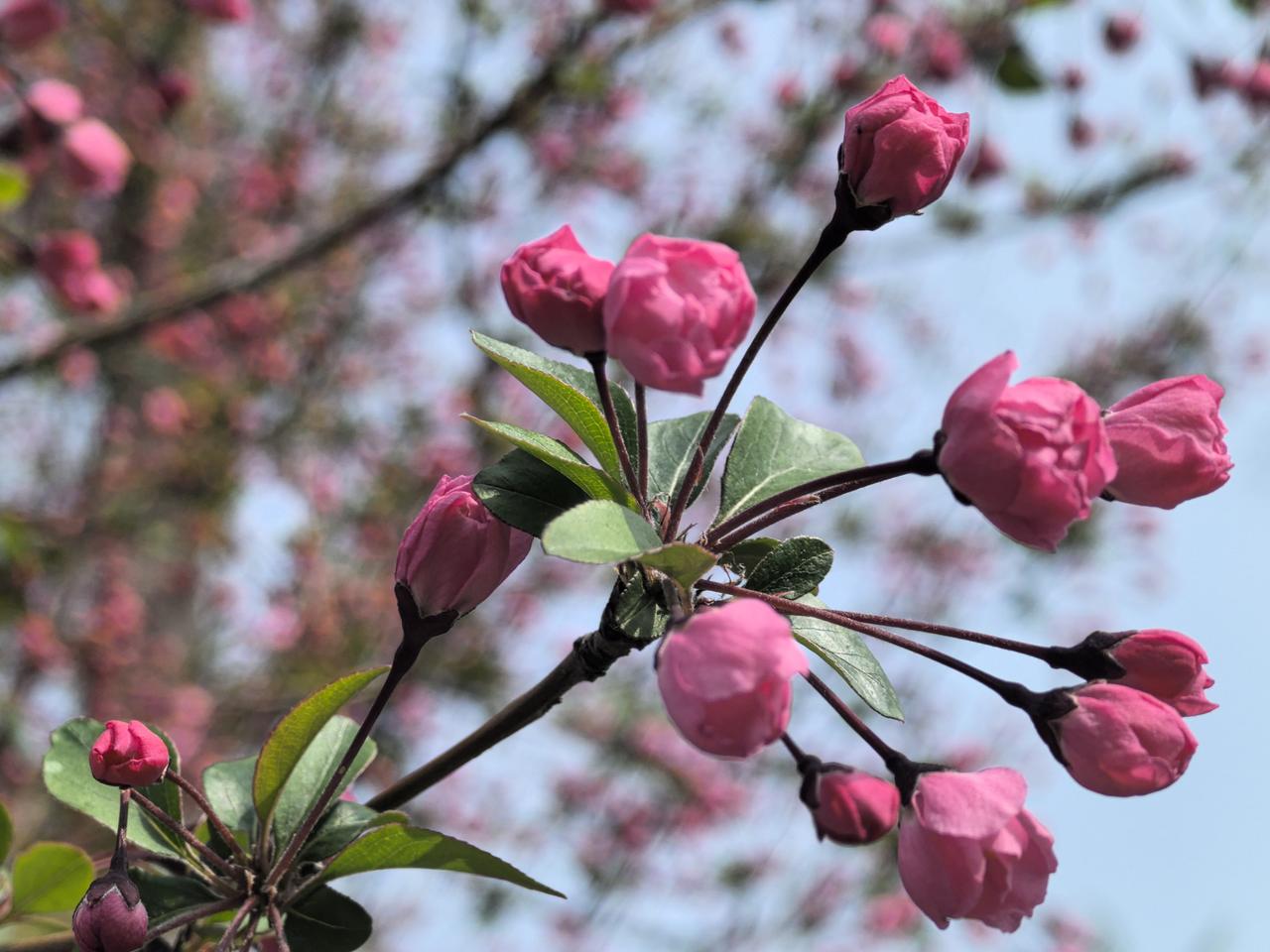 垂丝海棠上新枝…
涂抹新红上海棠…

絢丽海棠 枝頭的海棠 海棠红花 娇艳海棠