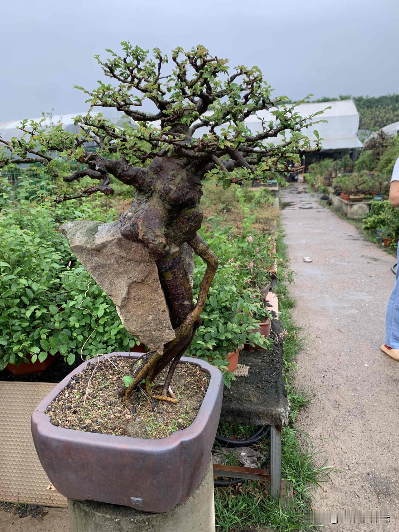 老榆凝岁月，寸盆纳山河，一景一乾坤。榆抱石盆景