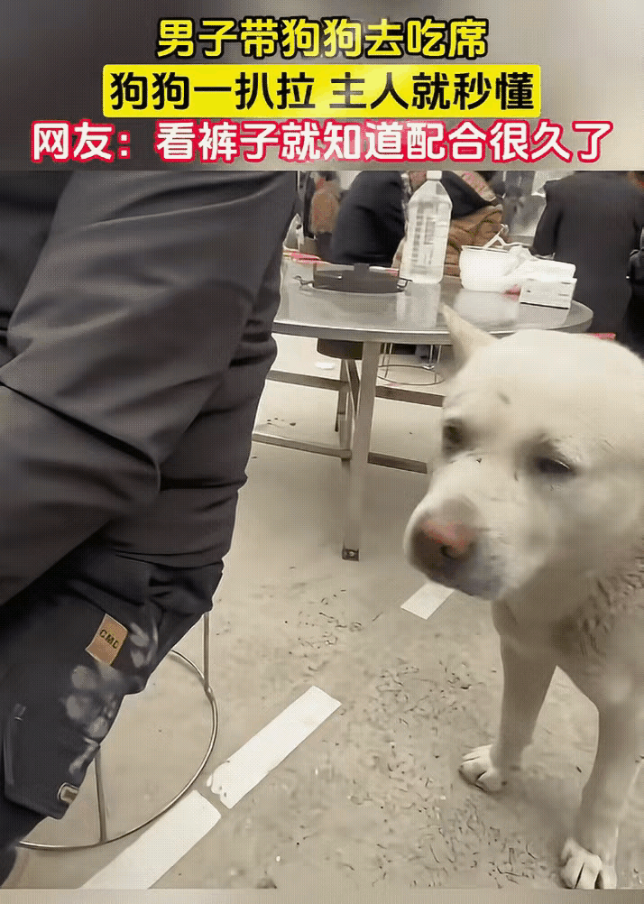 笑不活了！狗子吃席拍主人要肉，裤上爪印暴露“惯犯”日常！
 
吃席正香呢，主人突