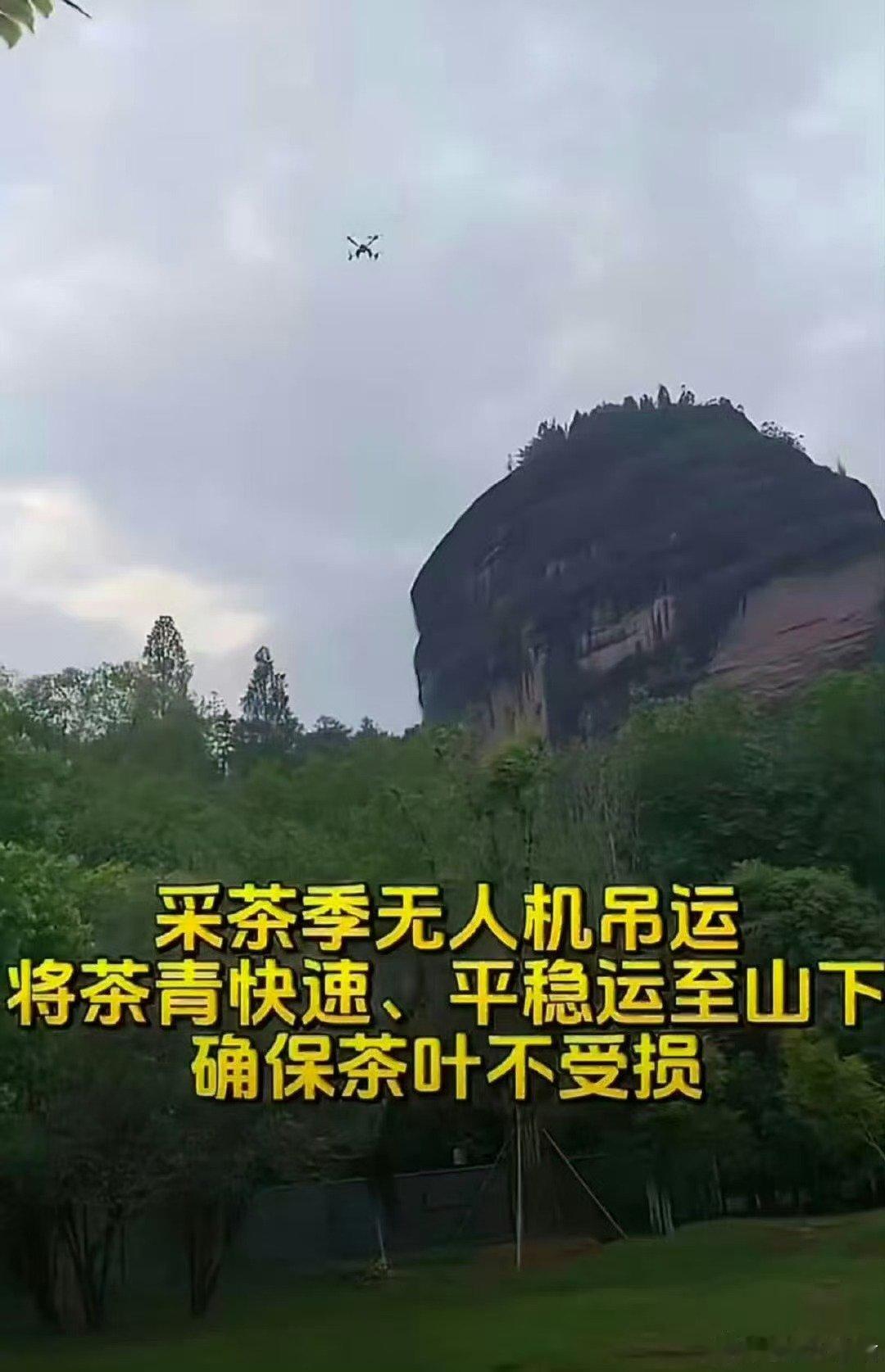 武夷山运茶已经用上无人机了福建武夷山采茶季新操作，无人机承担茶青转运，大载重适配