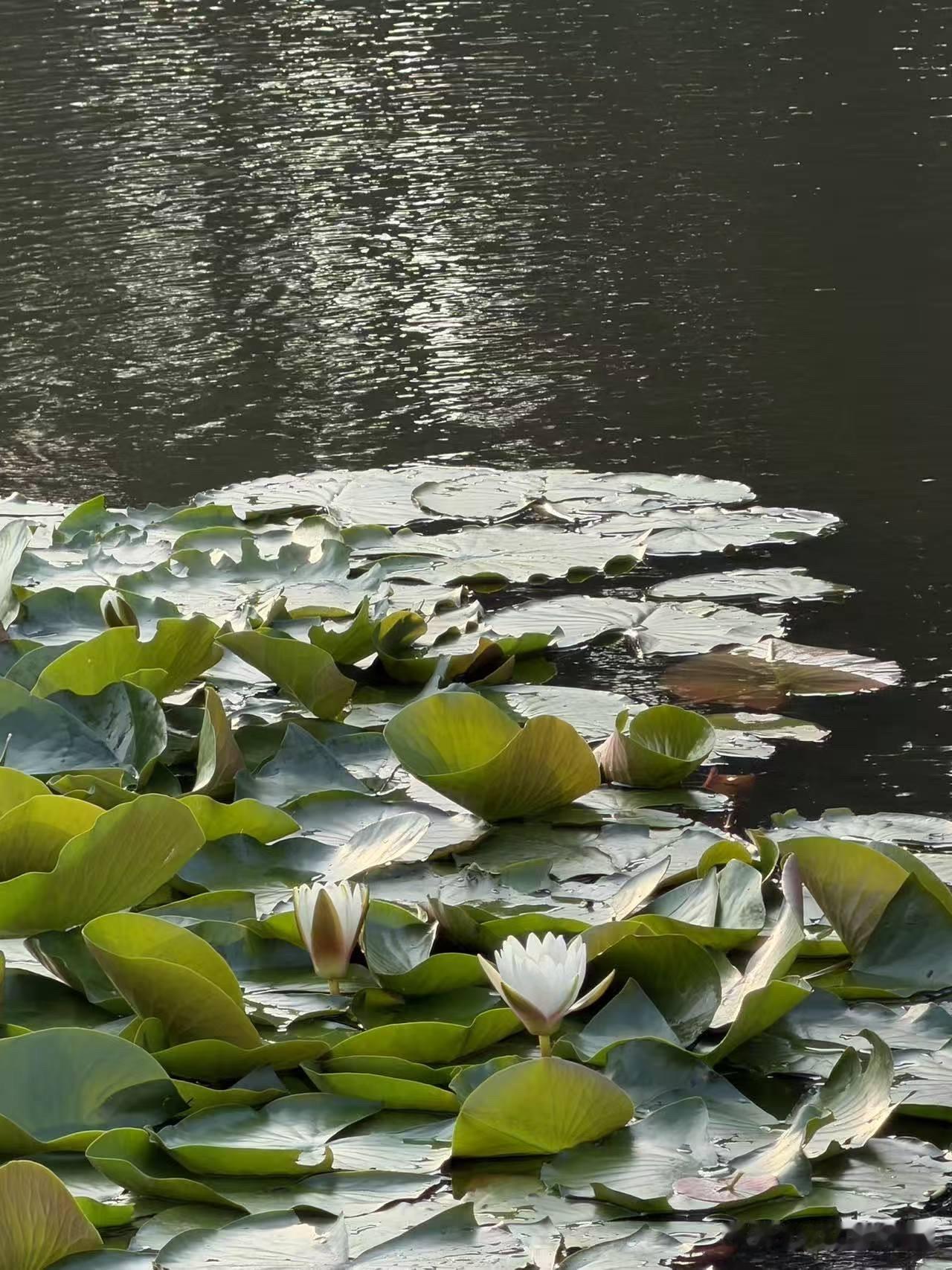 【莲】.五

莲盏盈盈雨后多，星光溅起一湖波。
氤氲夏梦凉风入，幽寂玉田青鸟歌。