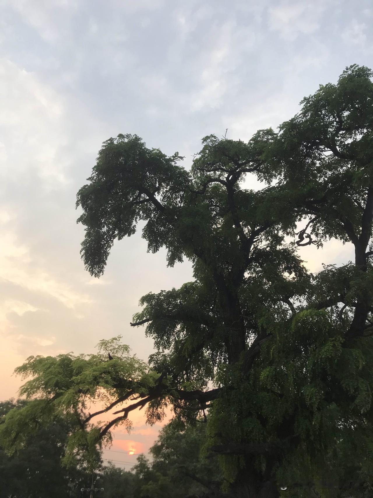看看你手机里家门口早晨的风景