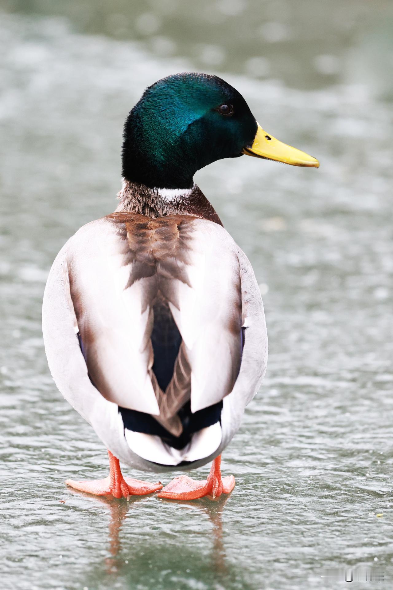 玉渊潭公园和北海公园有大量的绿头鸭