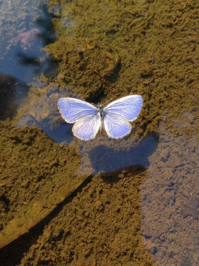 蝴蝶美学🦋 