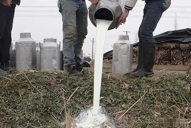 【奶农“生死劫”，乳企“剪刀差”背后的行业崩塌】当超市里的牛奶堆满货架打折促销，