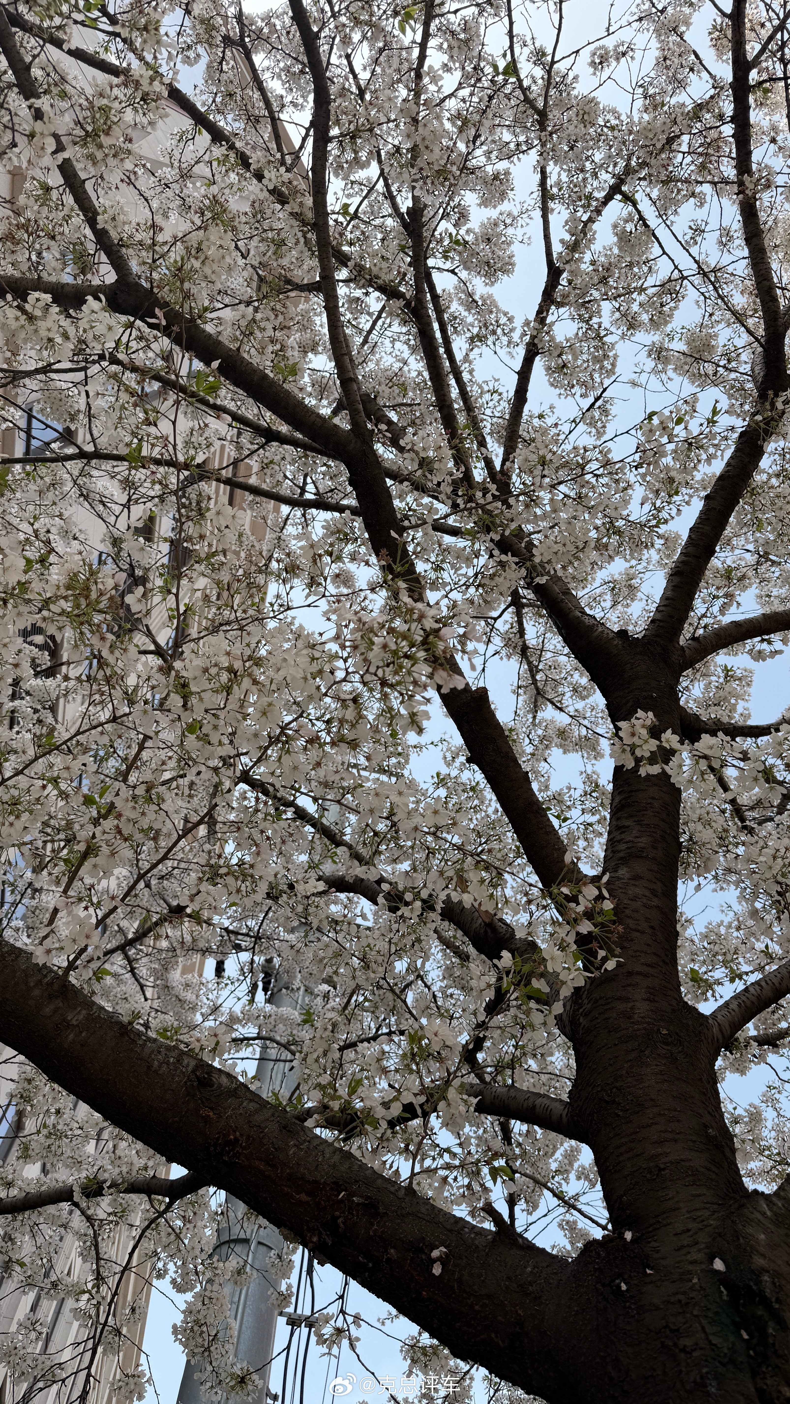 外籍女子上海街头遇男按摩拉客 我在上海20多年可以准确的说肯定有！早年比较多比较