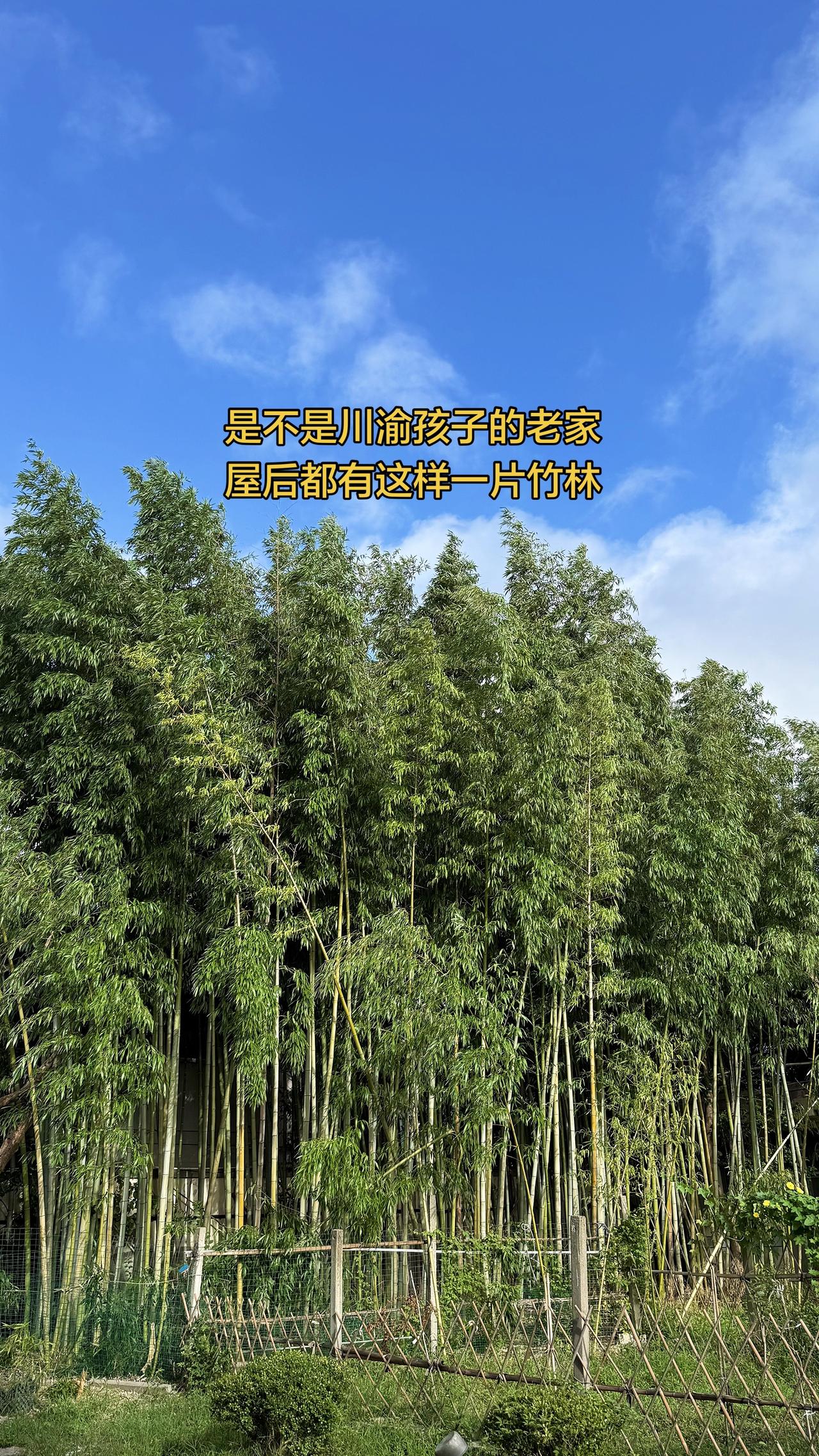 是不是每个川渝孩子的老家屋后都有一片竹林？