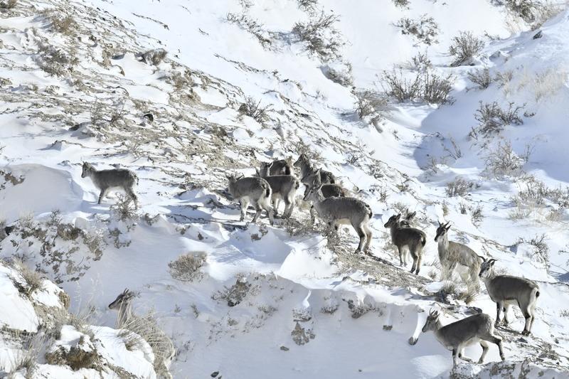 铁丝网，堪称生态保护的头号杀手
岩羊，又名青羊、石羊。
黄羊，又名鹅喉羚。
20