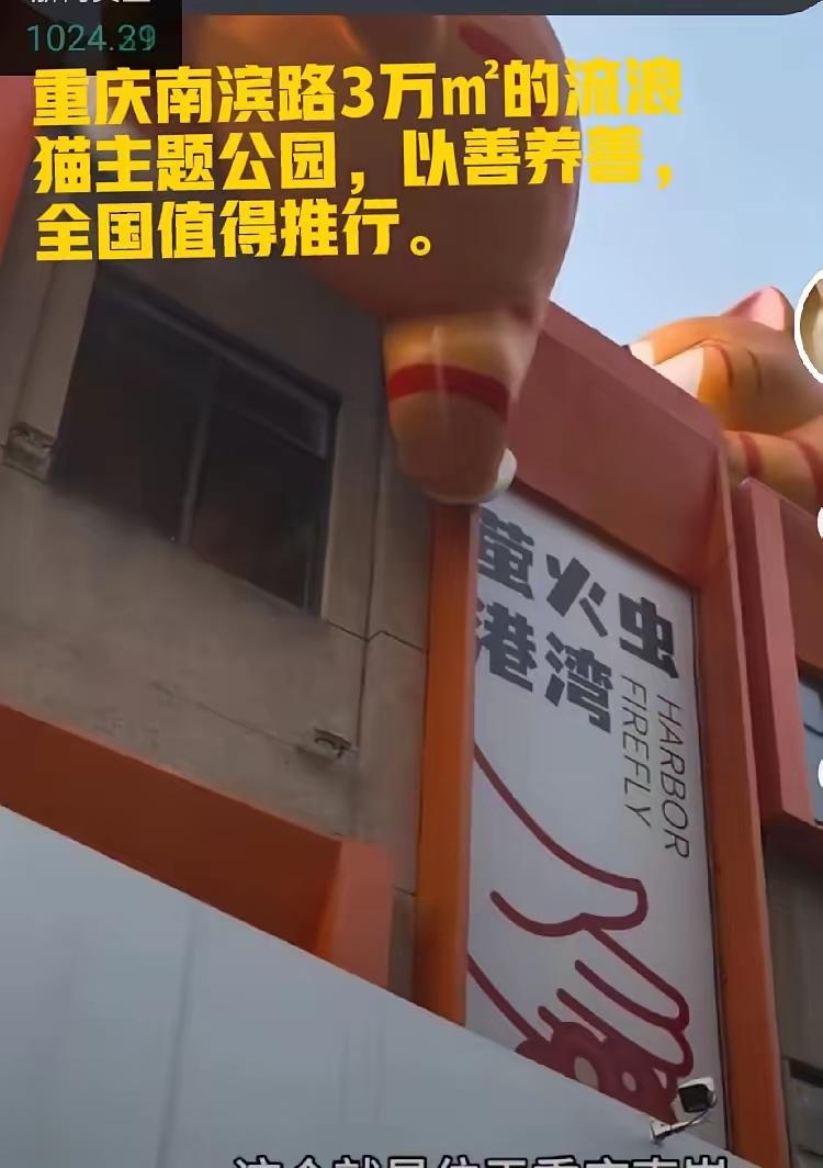 真希望能去重庆一睹流浪猫主题公园的风采，感觉重庆的流浪猫着实幸运。
我要为重庆那