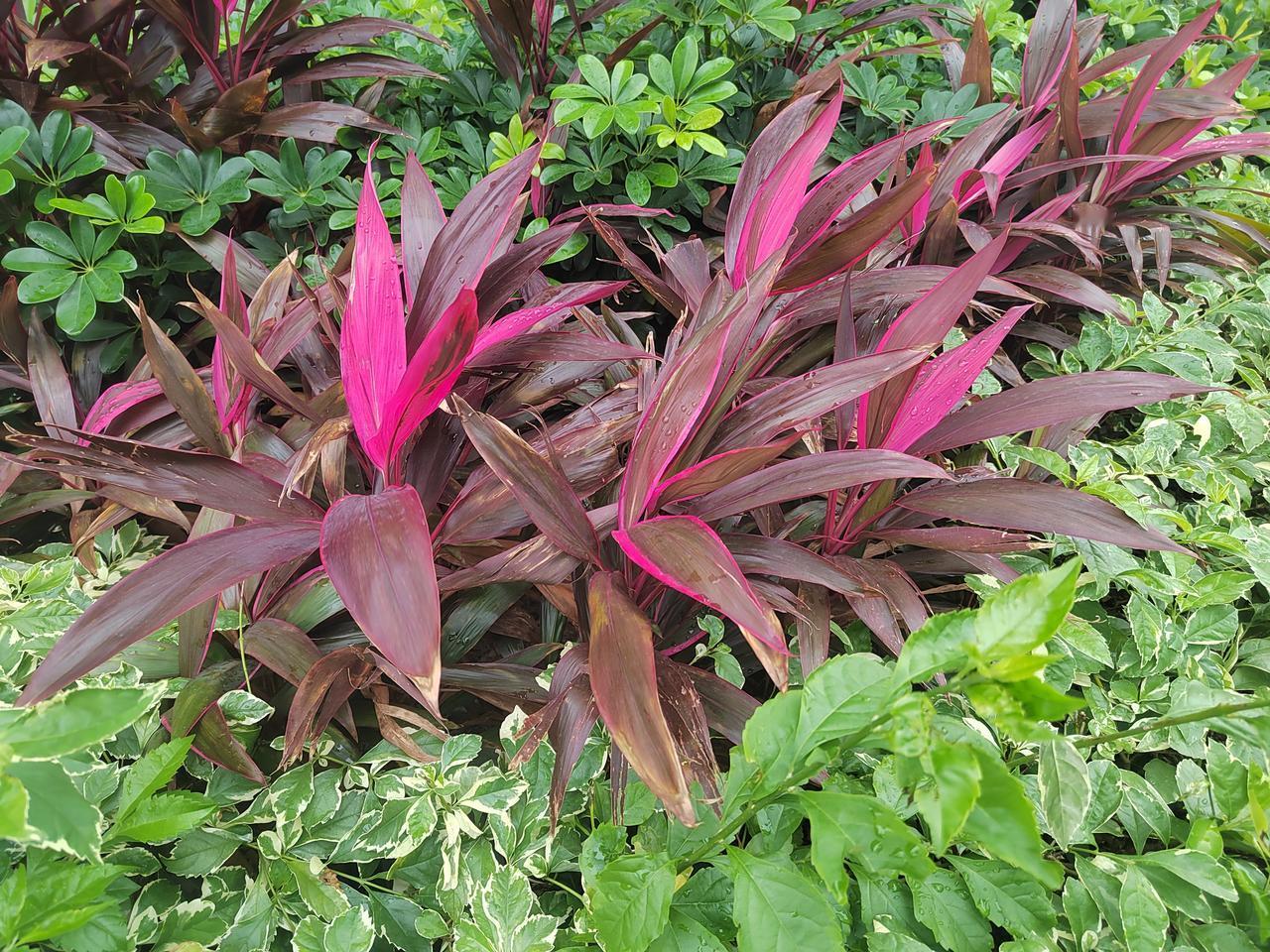 冬日清晨，草叶披霜，绿得清冷脆亮，仿佛大地偷偷藏了一夜的星光。脚步轻响，霜裂成碎