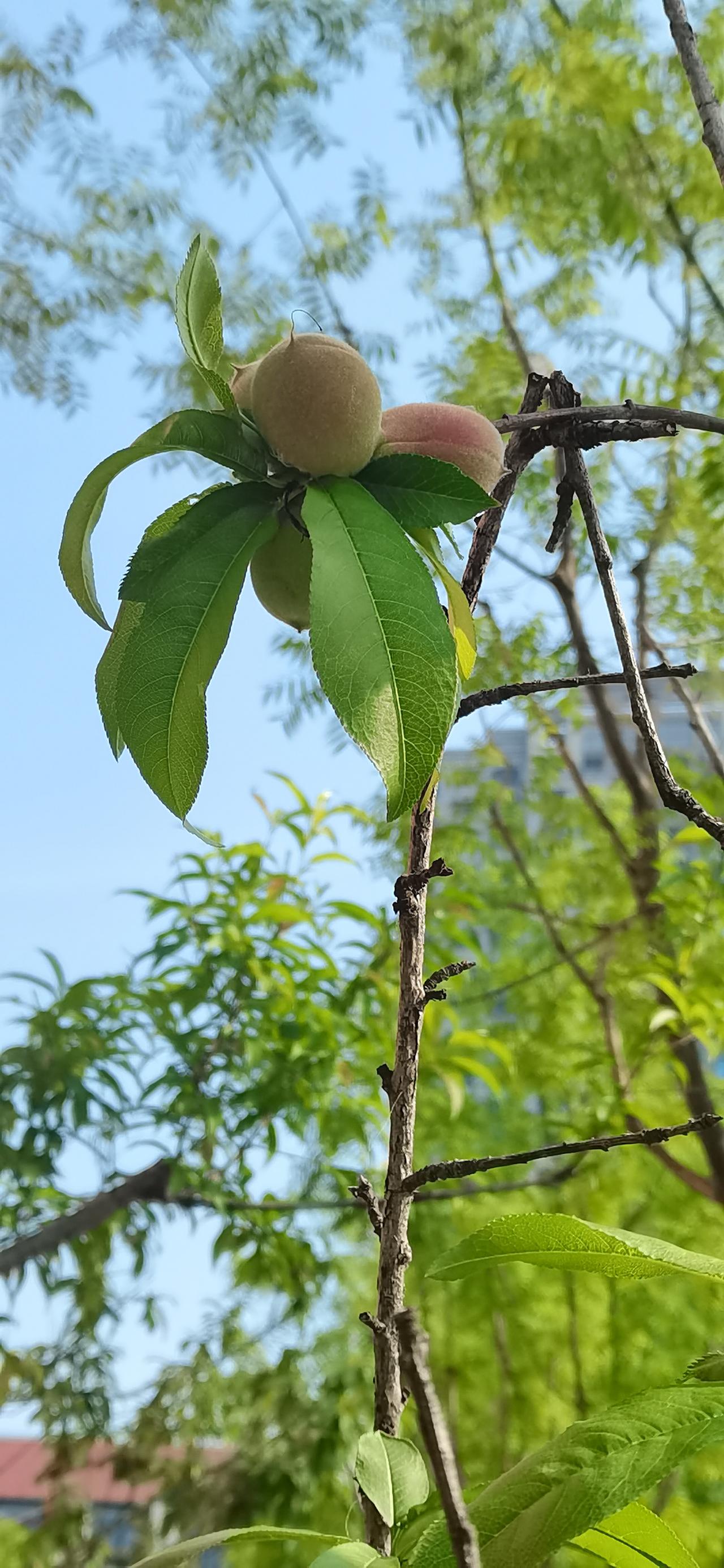 晒图笔记大赛校园里的桃花谢了有一段时间，今早发现，硕大的桃子已挂满枝头。
