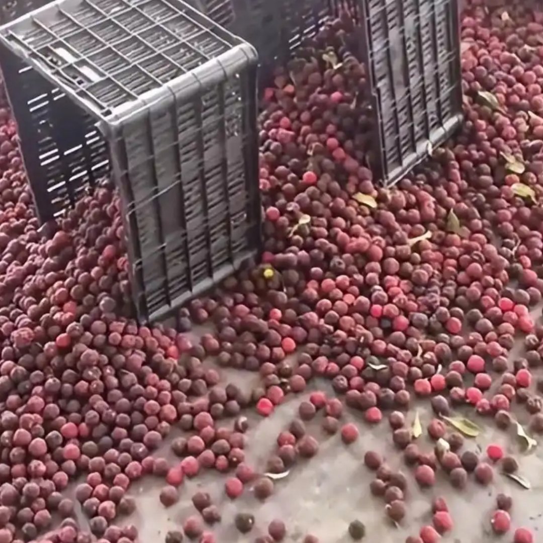 漳州泡药杨梅已损失超1.2亿 没被查出来的时候你好我好大家好，产业链上一起骗人赚