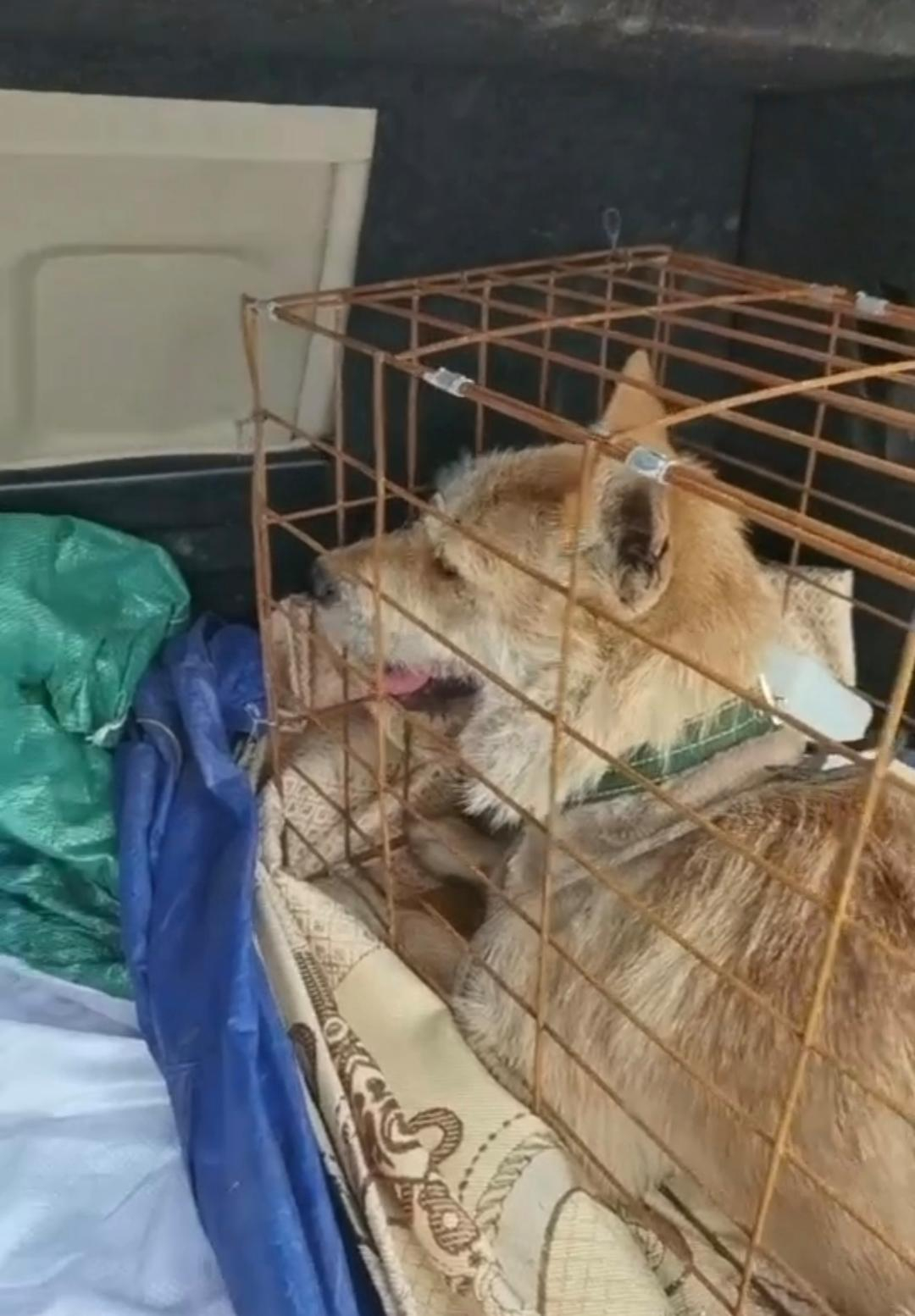 #700公里托运下司犬死在后备箱#【700公里托运“黄金下司犬”，死在顺风车后备
