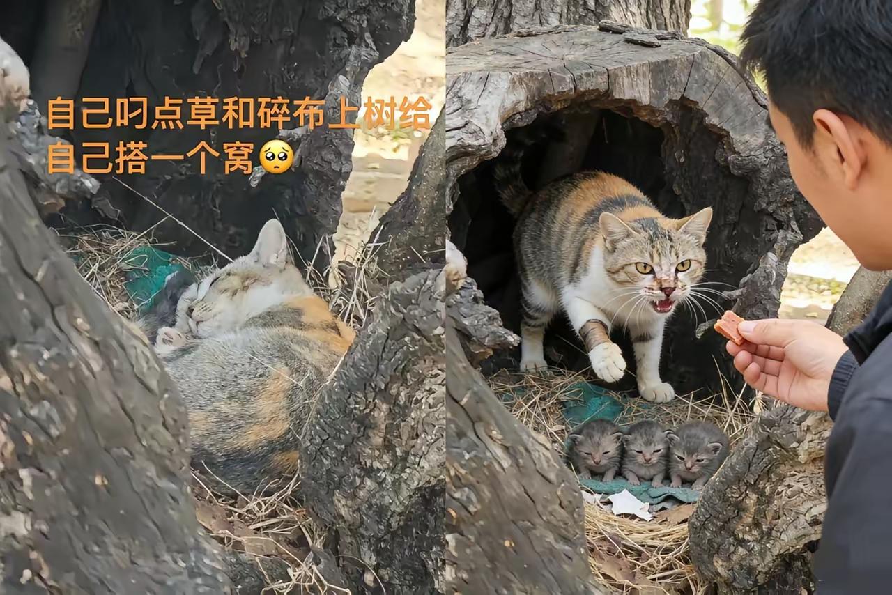 太可怜了！这天一位大哥去河边钓鱼，结果走到河边的草地上的时候，看到一只流浪猫居然