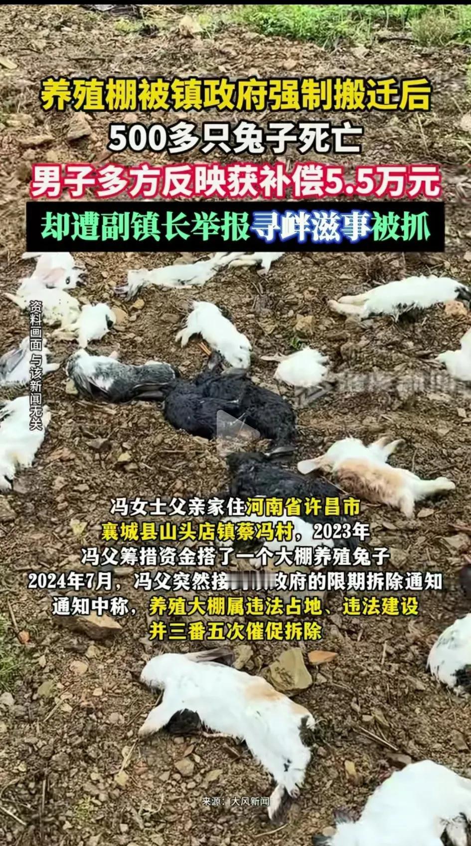 一脑子养殖兔子的大棚被强制搬迁，导致500多只兔子死亡，损失惨重！男子多方反映获
