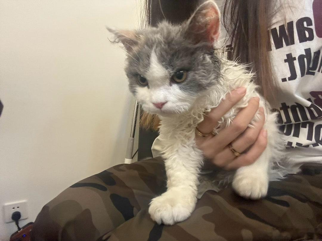 小猫居然分得清睡衣和出门衣服每次换好衣服就在卧室门口等着，我以为我的猫聪明原来大
