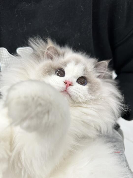 喂！你看见我的猫了么？