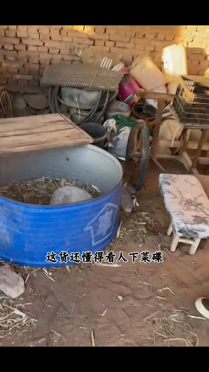 爱装死的小羊全靠演技躲过被卖。
你见过会原地装死的戏精小羊吗？只要大人一靠近，它
