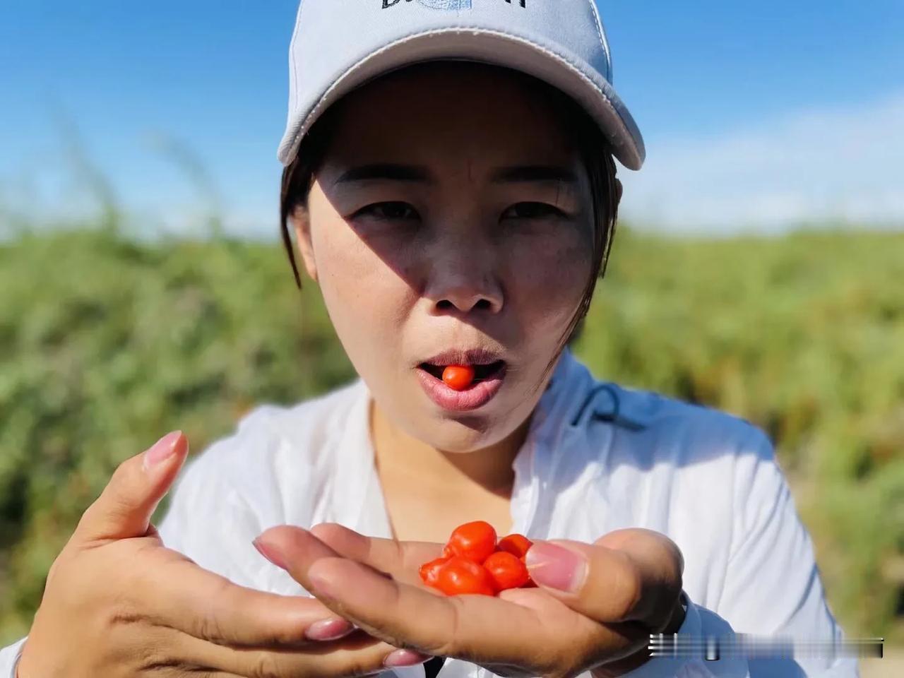 大家好，我是江南，今年由于在南疆种地，我家的头茬枸杞果已经采摘十来天了，没时间拍