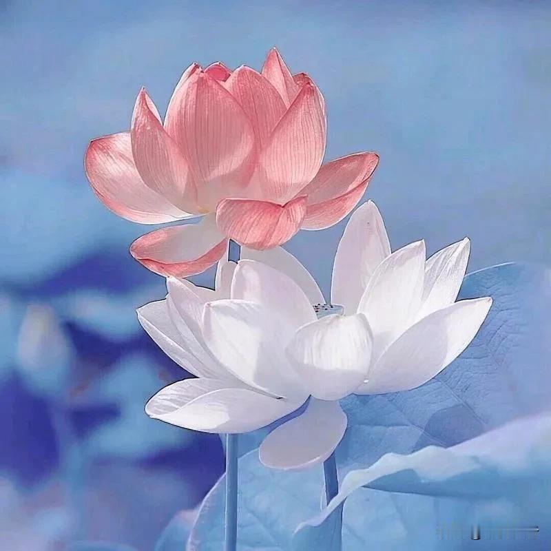 老年人，做不到“清心”但可“寡欲”

清心，根除杂念；寡欲，减少欲望。清心寡欲，