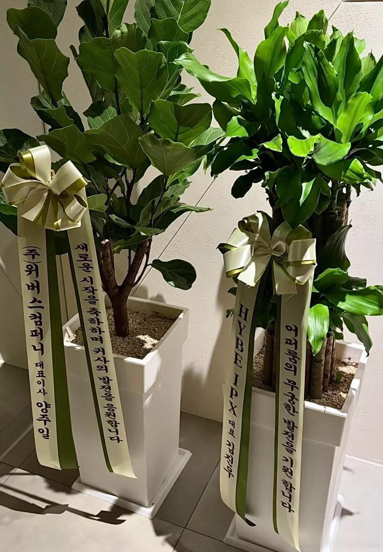 WVS和HYBE IPX都给李马克送了祝福花盆 