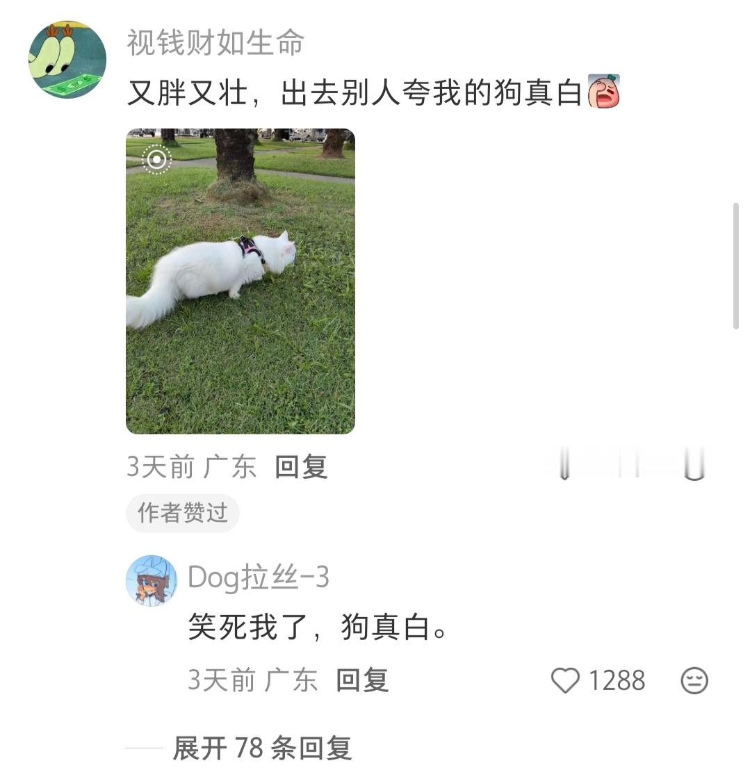 小猫的蒜瓣毛不会就是肥胖纹吧 