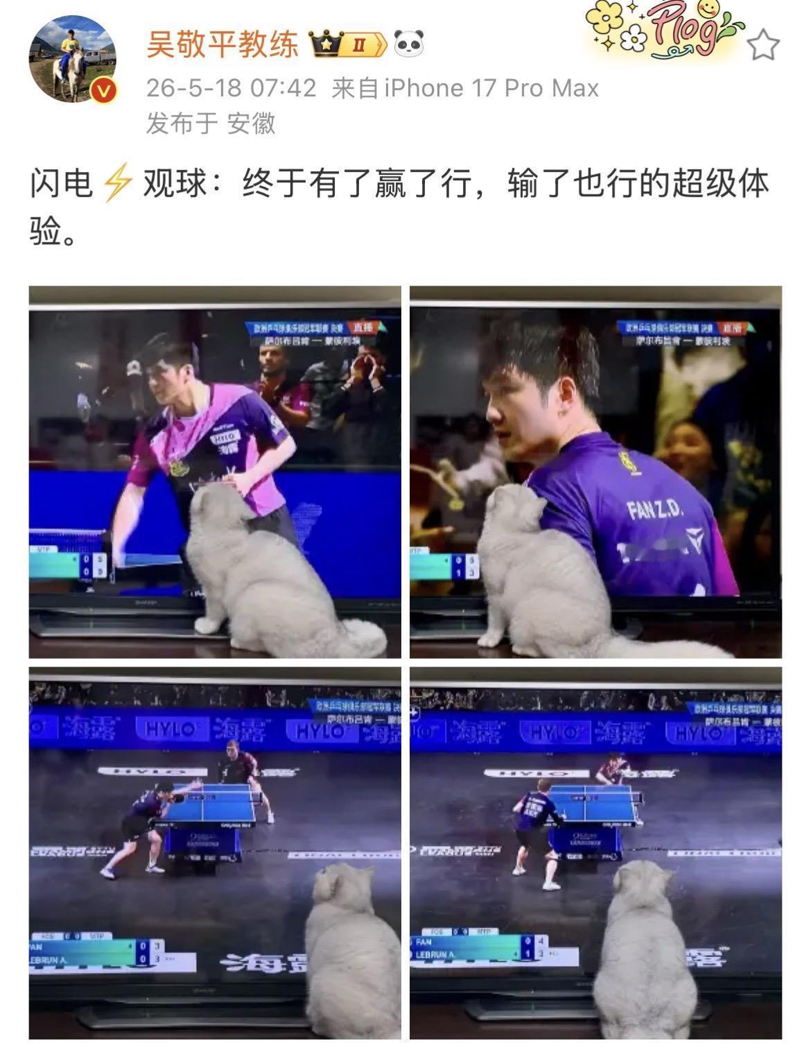 吴敬平说樊振东终于有了赢了行，输了也行的超级体验