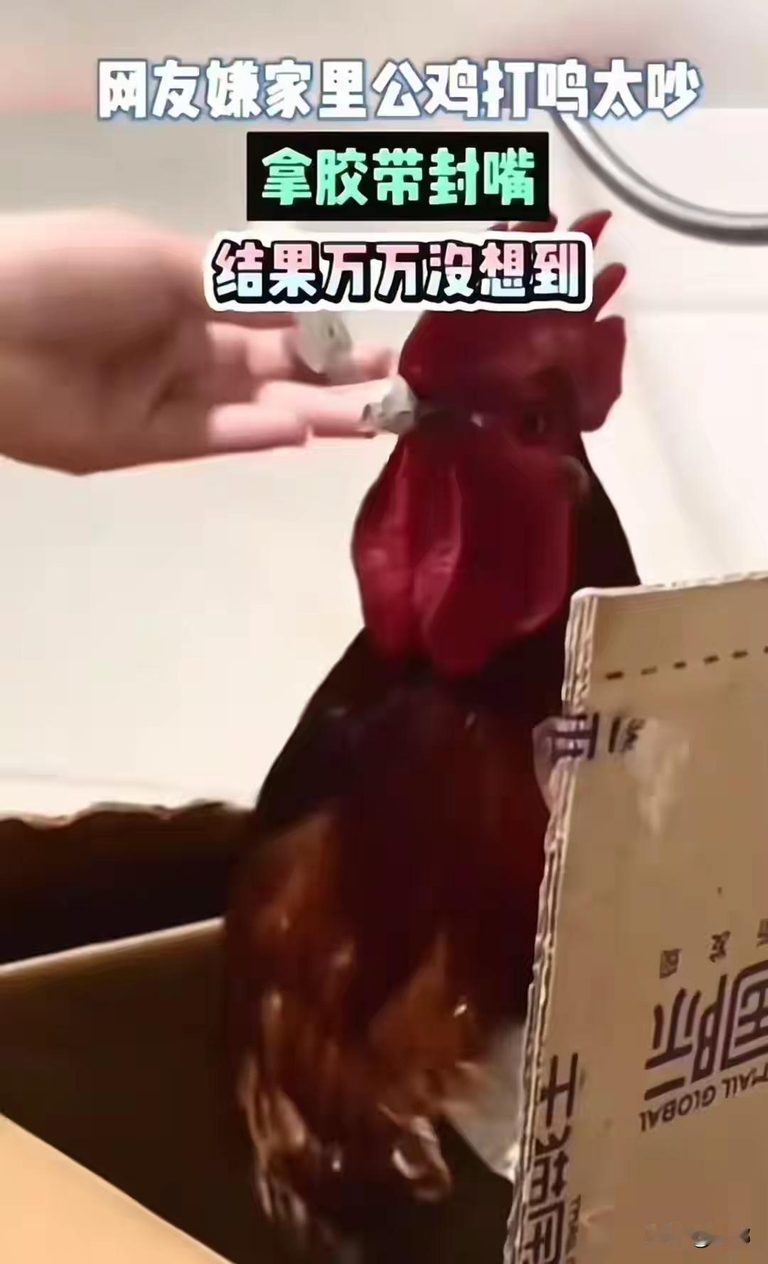 女子嫌公鸡打鸣吵，用胶带封嘴结果白忙活！原来鸡叫不靠嘴？
最近网上刷到个稀罕事，
