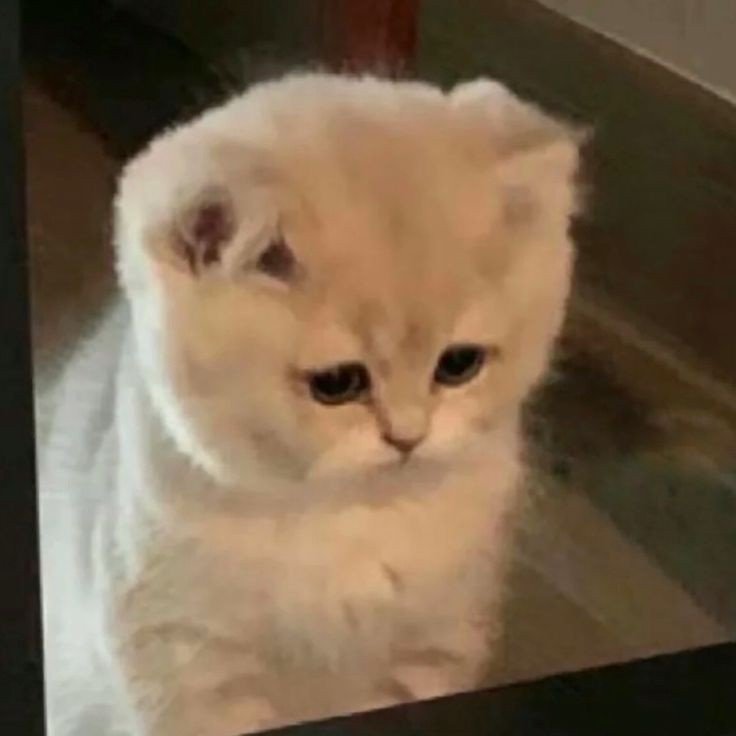桑心小猫头 