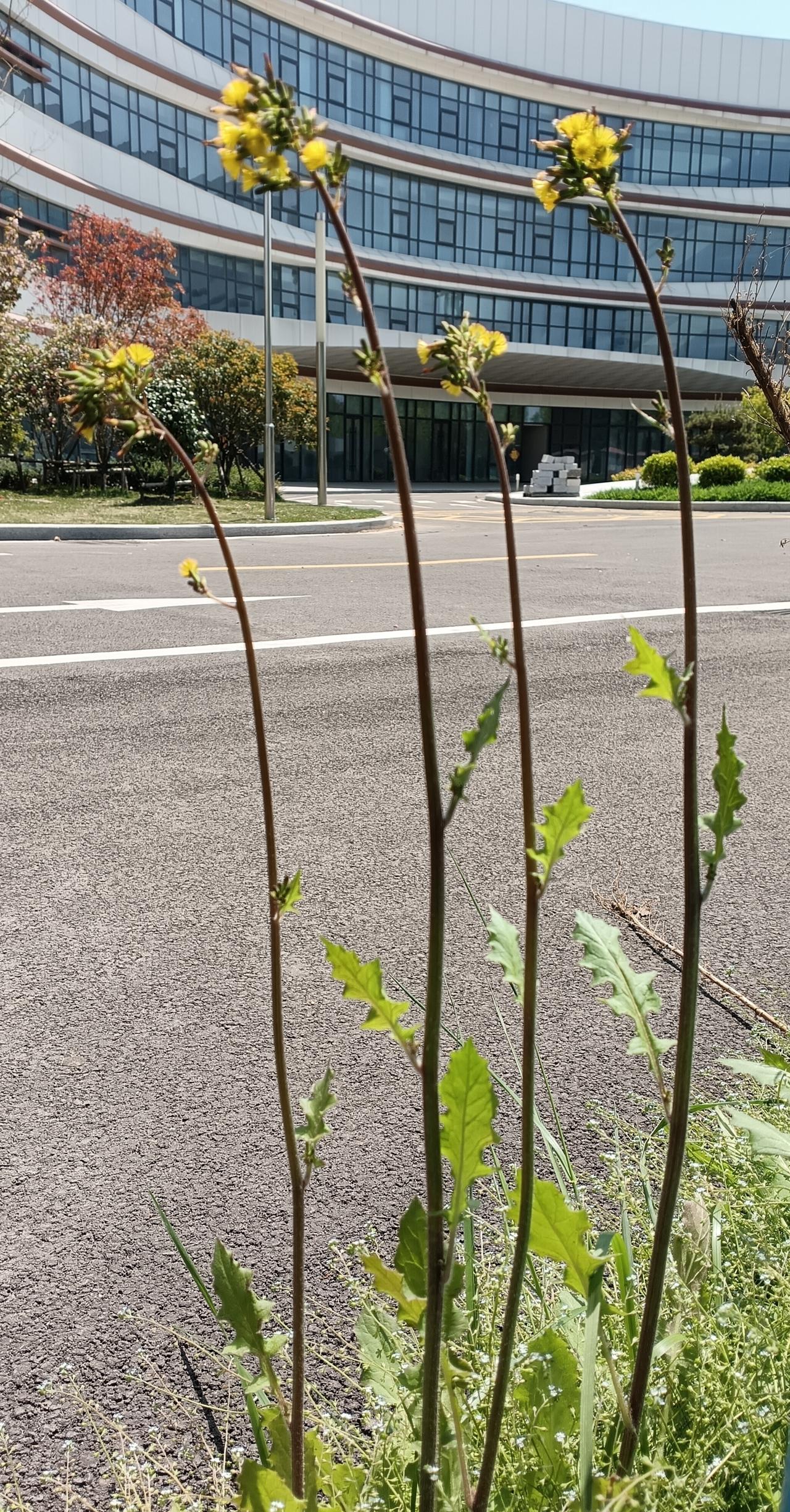 几株开着细碎黄花的野草，迎着阳光舒展身姿，透着春日里蓬勃的生机。
