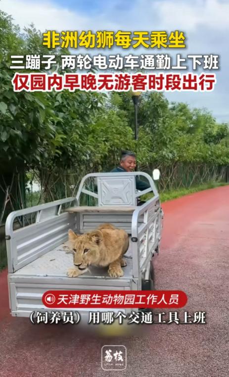 笑翻了！天津，动物园里的小狮子刚出生就和饲养员一起生活，久而久之混熟了，它反倒学