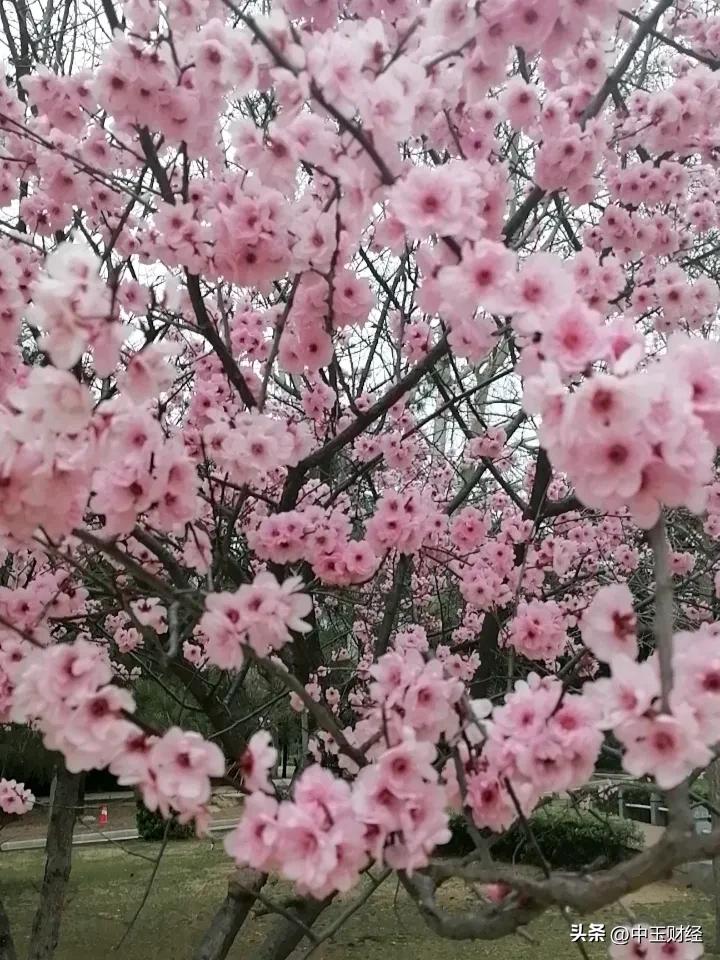 记录我的2026春花烂漫，粉红粉红的，更像生活中的粉红色的回忆！春暖花开的日子，