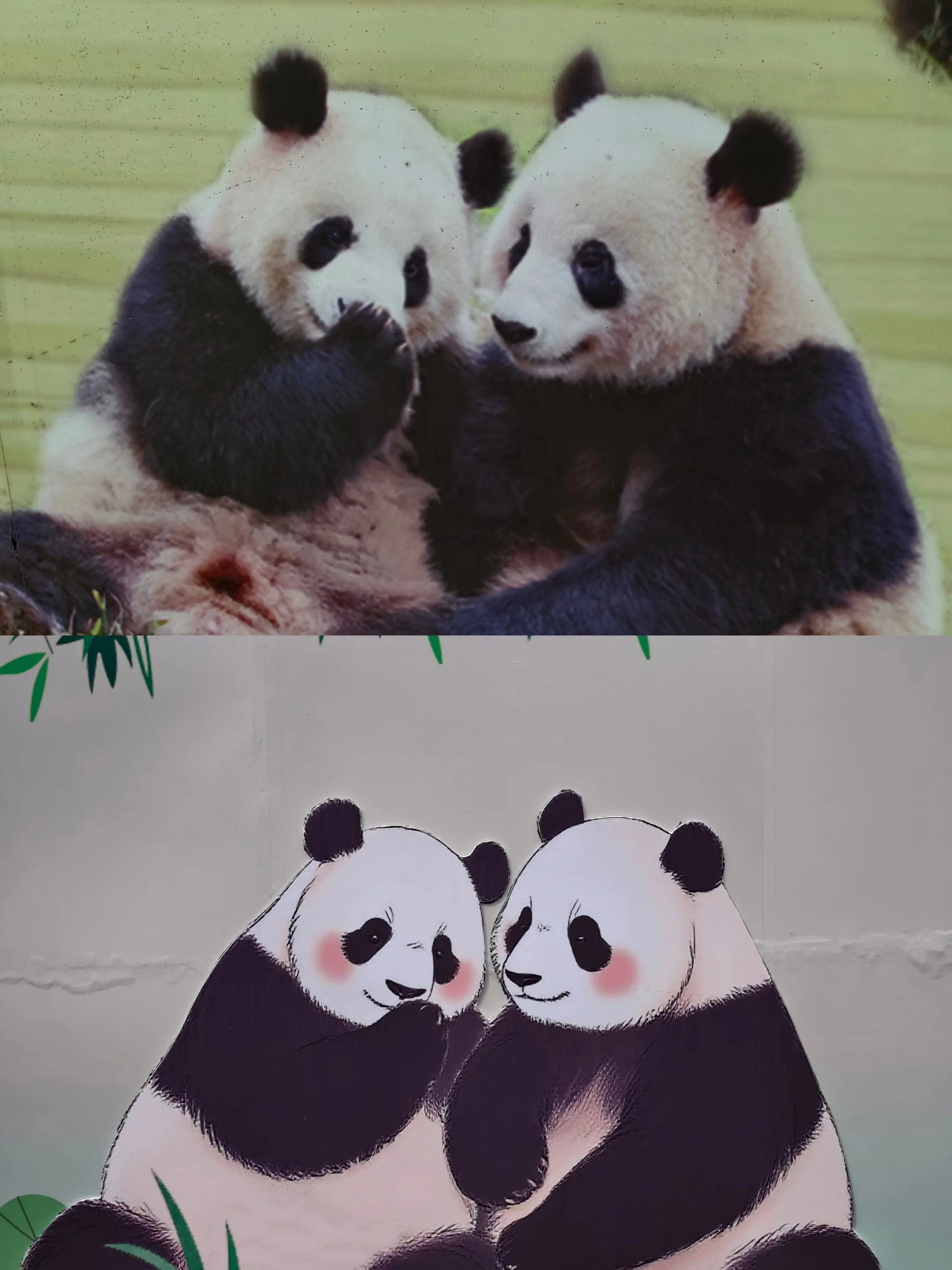 熊猫馆外面的画也太像了。星一雅一