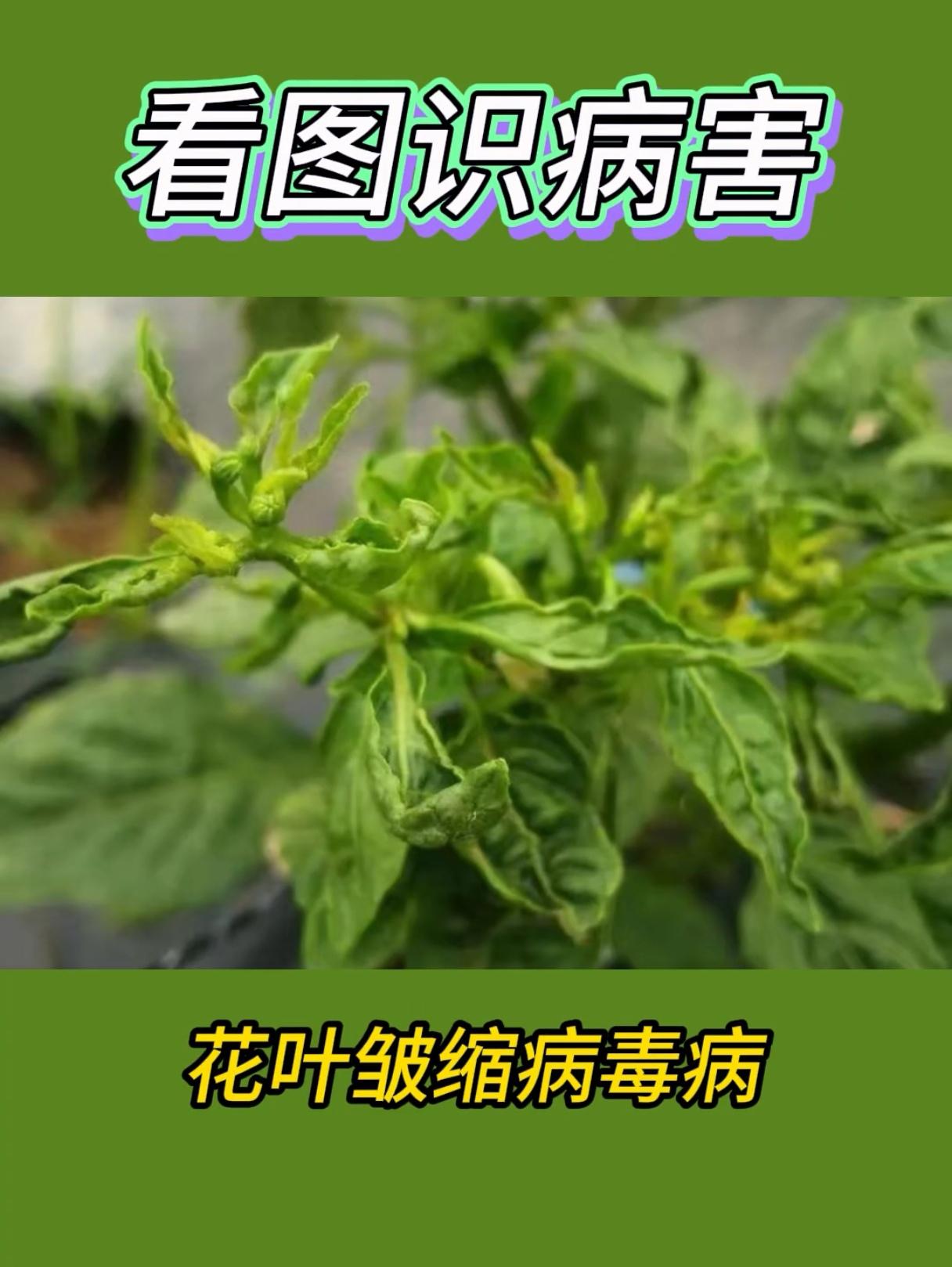 农业种植 农资经销 病虫害防治 病害识别 分享农业知识帮农民增产增收