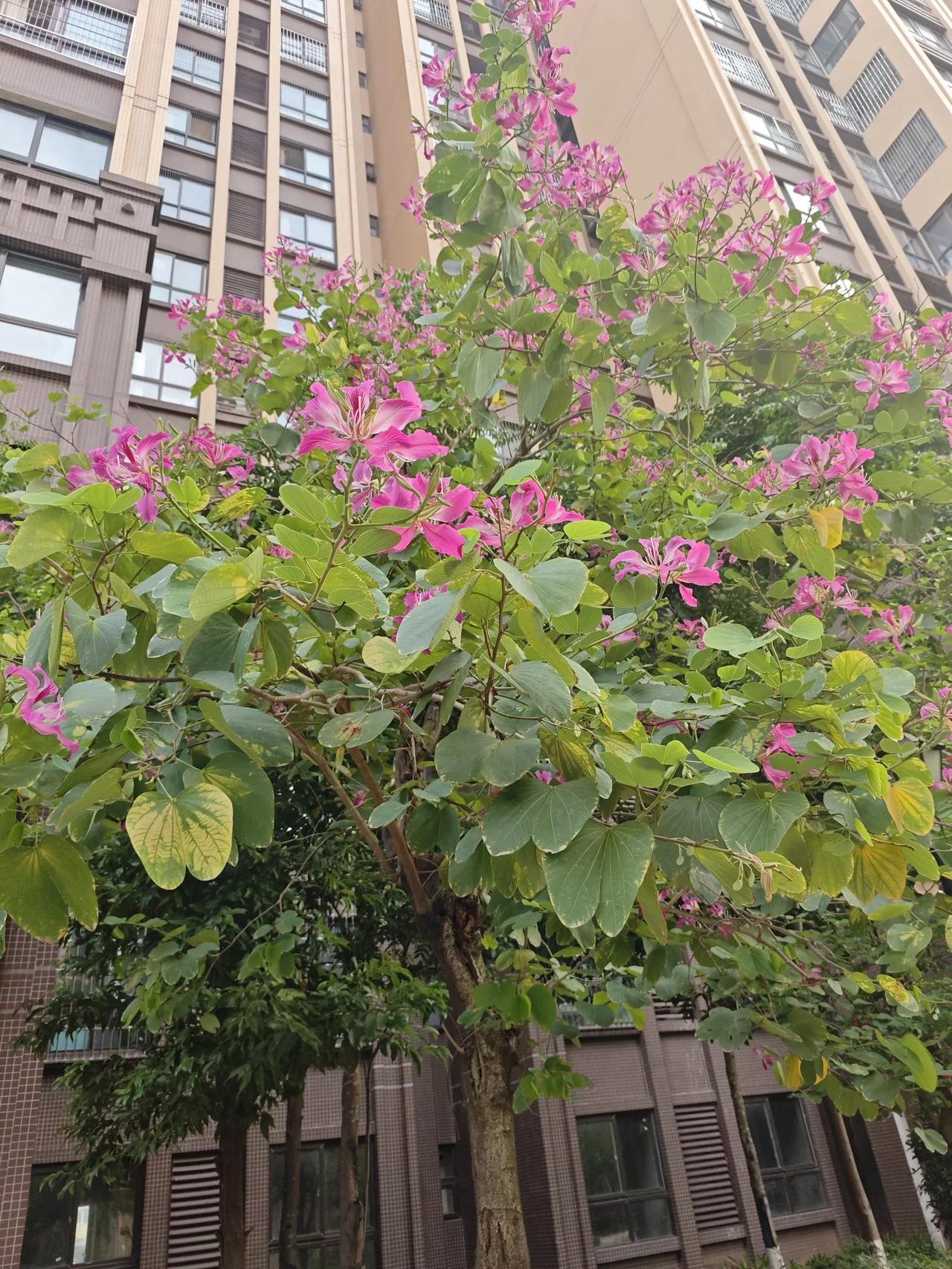 小区里面不知名的花
享受生活的片刻宁静