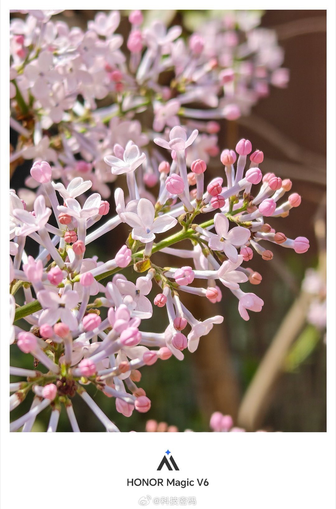 春天来了，园区的花都开了，北京的春天是五颜六色的，心情也变好了 