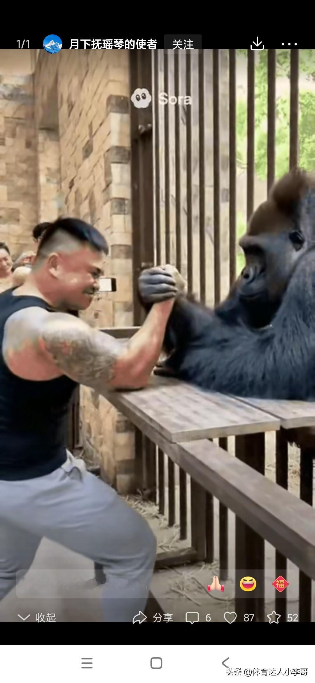 我觉得动物园挺有创意的，就是鼓励那些越狱式的大力士们和公园的大猩猩较量一下撇手腕