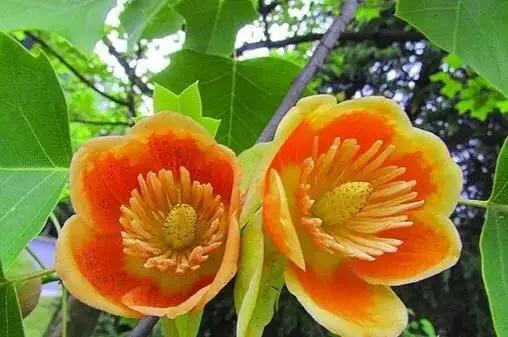 有一种树叫鹅掌楸您见过吗？
鹅掌楸的叶子最特别，像一件件小马褂，秋天变金黄时尤其