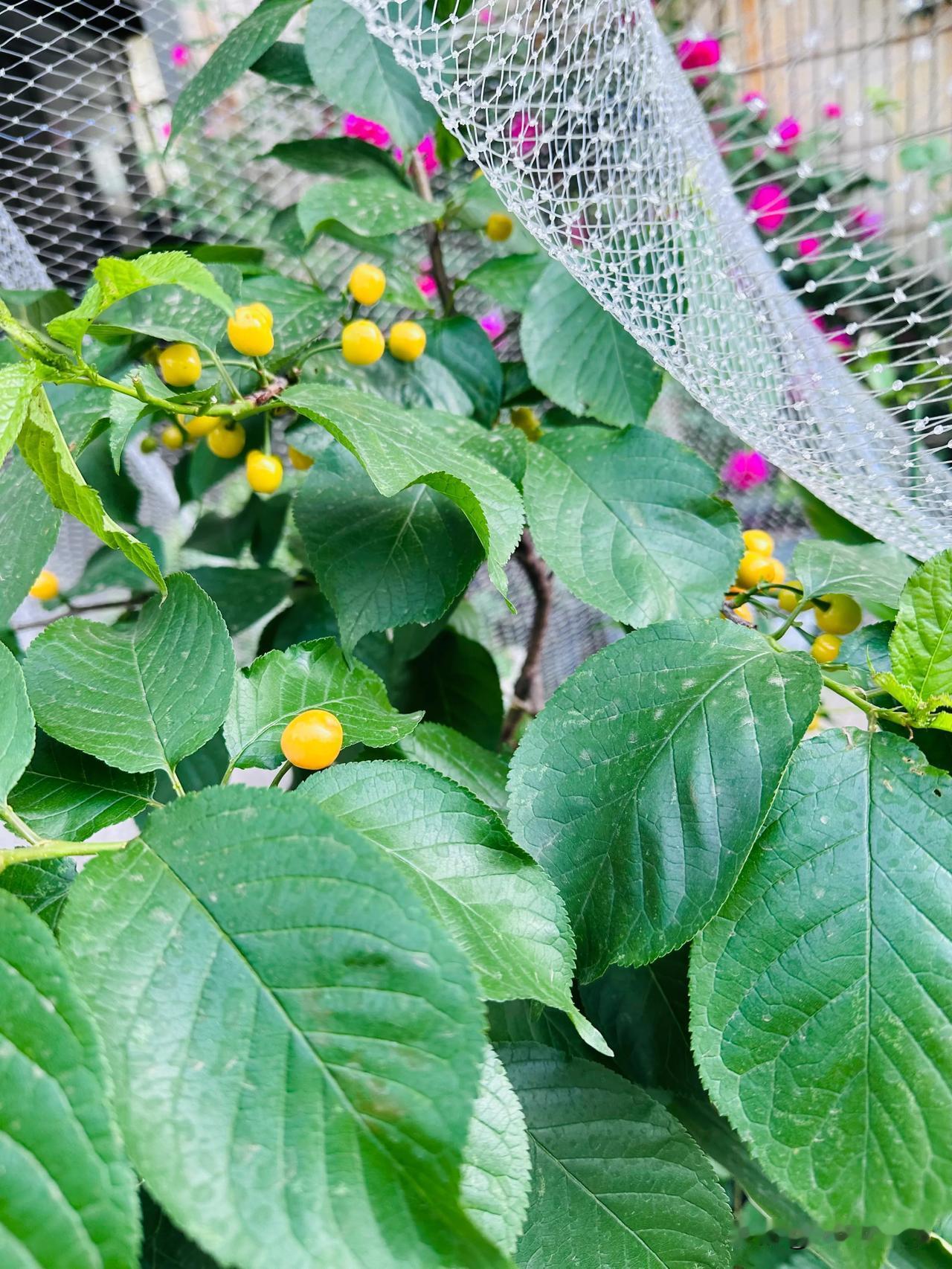 有朋友问我，种植的过程和结果你更在意哪个？如果非要二选一，我选择过程。
种植的快